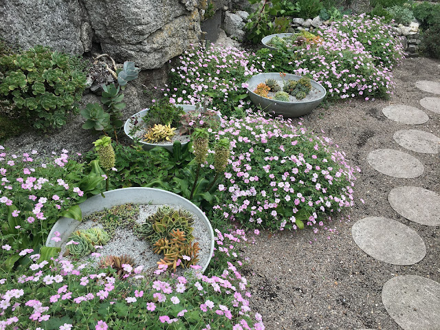 Stunning pots of succulents