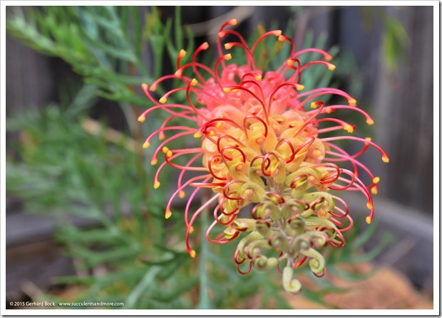 150610_Grevillea-Superb