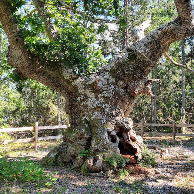 Schweden-Urlaub: 3 Touren mit Ausflügen auf der schwedischen Insel Öland mit Kindern. Teil 3: Der Norden von Öland. Sehr sehenswert ist der Trollwald bzw. Zauberwald an der Nordspitze mit vielen Attraktionen wie der alten Eiche.