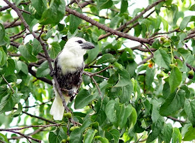 White headed Barbet