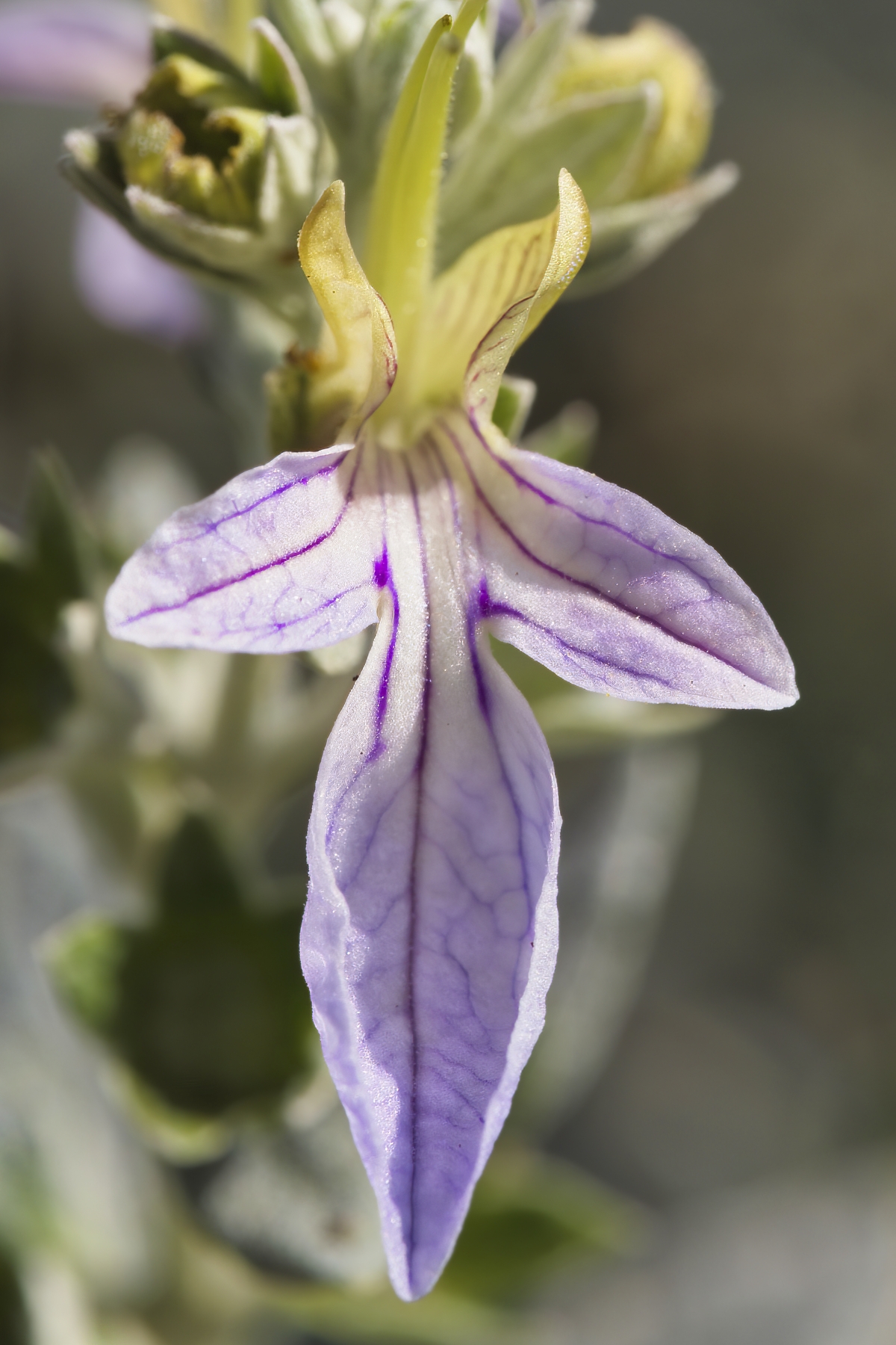 Teucrium fruticans