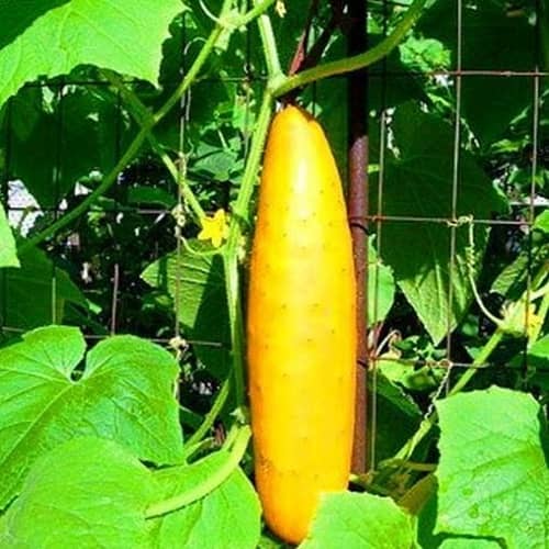 पहाड़ी ककडी में पोषक तत्व तथा मिनरल्स प्रचूर मात्रा में पाये जाते है, himalayan cucumber is grown in hill regions of India