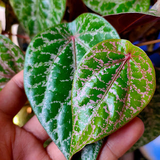 Piper ornatum plants