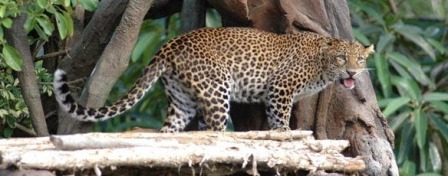 Leopard