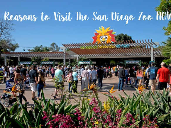 Reasons to Visit The San Diego Zoo NOW