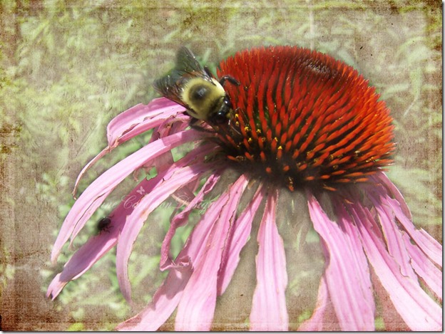 Cornflower_Shine