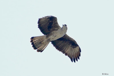 Bonelli's Eagle
