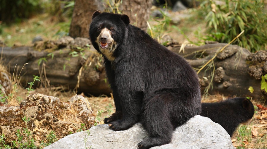 oso andino de anteojos