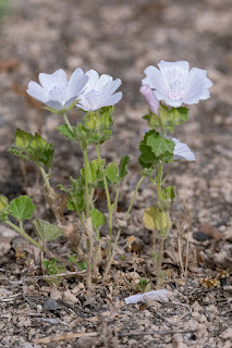 malva-hispánica-malva-hispanica-