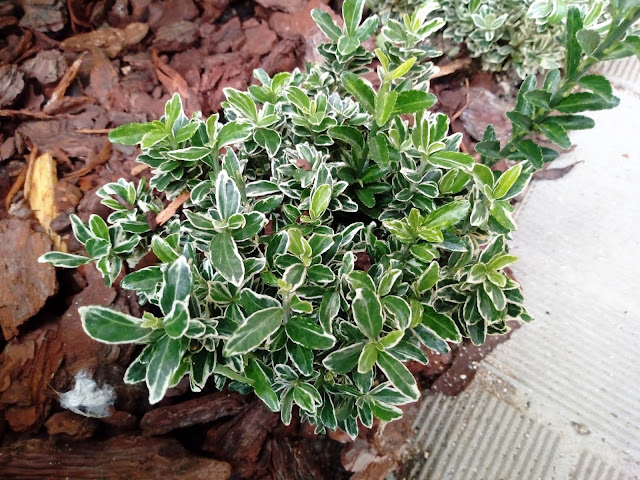 Euonymus japonicus ‘Mycrophyllus Albovariegatus’.