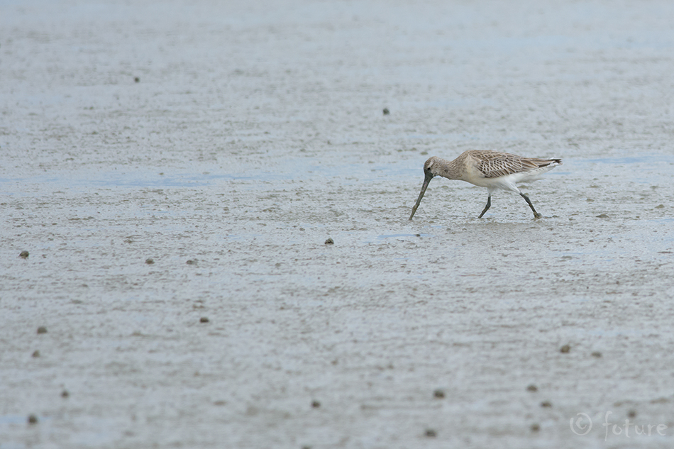 Vöötsaba-vigle, Limosa lapponica baueri, Kuaka, Bar-tailed Godwit