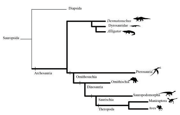Los dos grupos principales de amniotas son los saurópsidos y los anápsidos. Los saurópsidos son los que vulgarmente denominamos reptiles pero estos a su vez están divididos en dos grupos principales los diápsidos y los arcosaurios. Los diápsidos componen a lo que denominamos lagartijas y serpientes. Mientras que los arcosaurios agrupan a los cocodrilos pteropsaurios, dinosaurios, aves y todo lo que sea en medio