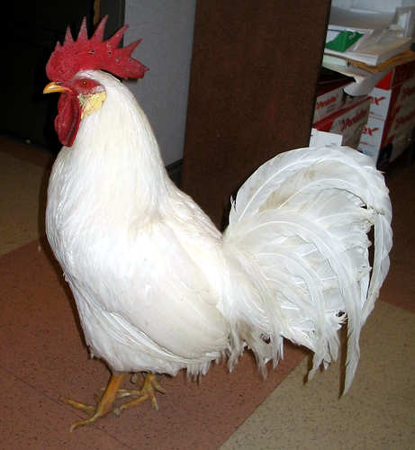Skagit Farmers Supply Back to Basics Chicken Breeds