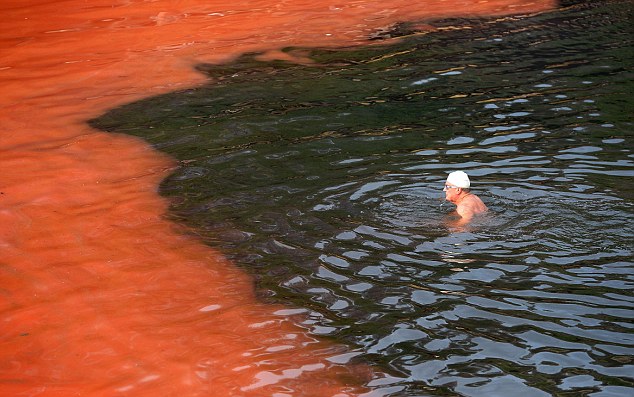 http://silentobserver68.blogspot.com/2012/11/le-alghe-rosse-bondi-beach-fanno.html