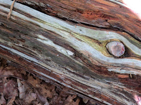 patterns in wood