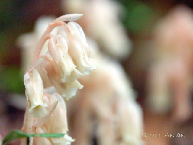 Monotropa hypopithys