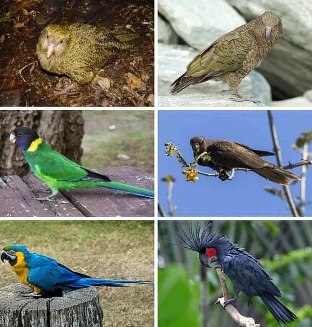 Những điều thú vị về loài vẹt