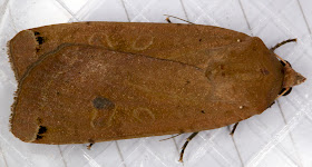 Large Yellow Underwing moth, Noctua pronuba.  A Noctuid.   From a moth trap on Farthing Downs on the night of 16th July 2011.   Moths and Butterflies on Farthing Downs, with Gill Peachey.  Photographed on Sunday 17th July 2011.