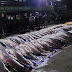 Mais de 16 toneladas de pescado ilegal são apreendidas durante ação integrada em Coari 