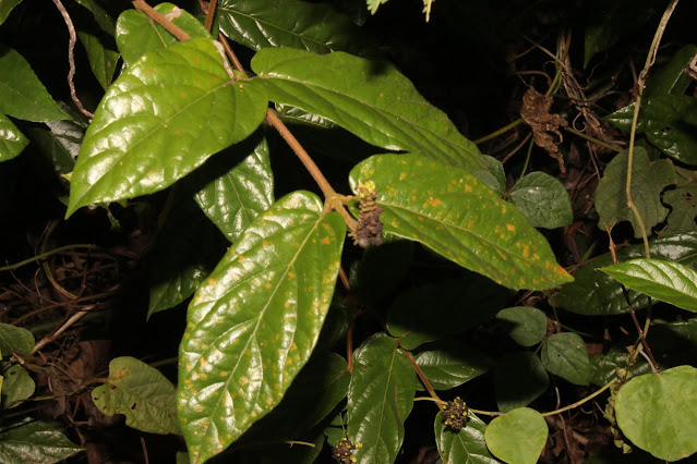 Premna vietnamensis