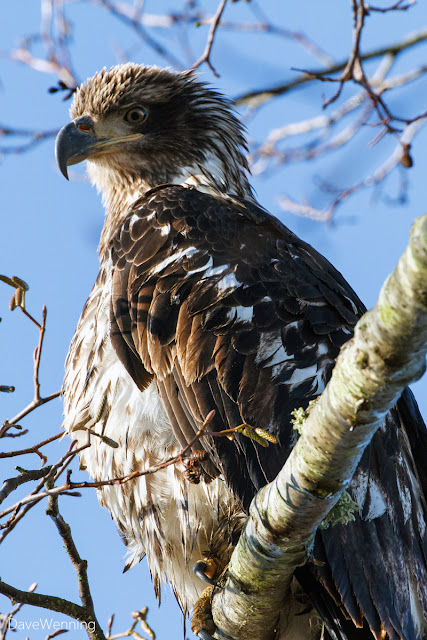 Juvenile Bald Eagle