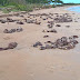 Veja vídeo-São Francisco-Ossadas de escravos na praia de Manguinhos