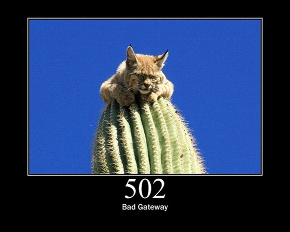 HTTP-Status-Cats-25