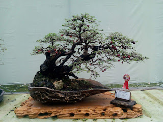 Bonsai mustam juara