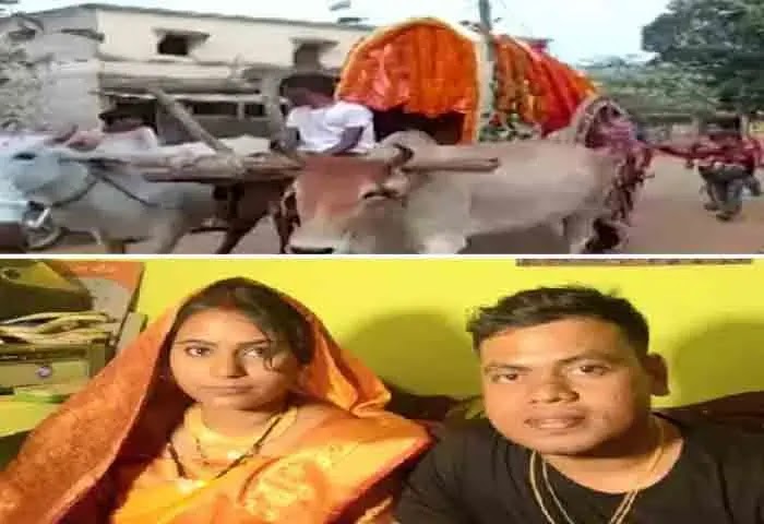 News, National, Local-News, Marriage, Bride, Grooms, Religion, To revive dying tradition, Odisha bride reaches in-laws' house on a bullock cart