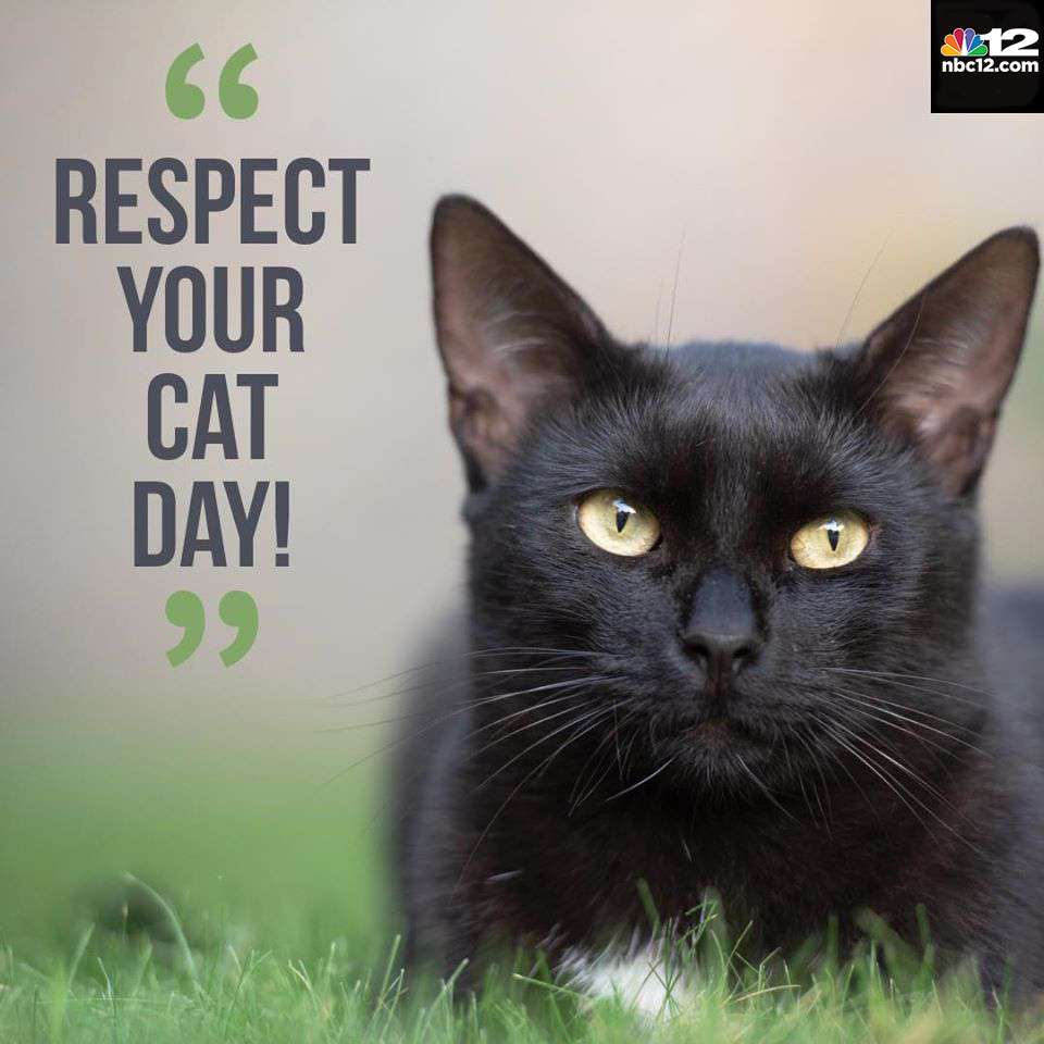 Respect Your Cat Day Wishes Awesome Images, Pictures, Photos, Wallpapers