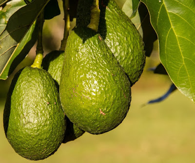 Peluang Budidaya Jenis Alpukat Unggul Lebih Besar Dibanding Dengan Budidaya Buah Lain