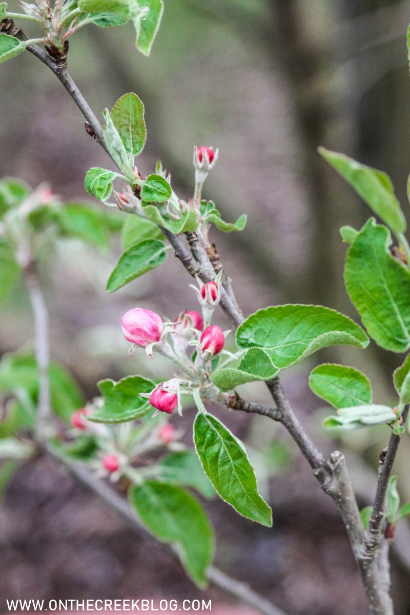 Apple blossoms | On The Creek Blog