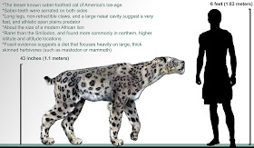Homotherium compared to human. That's a big cat!