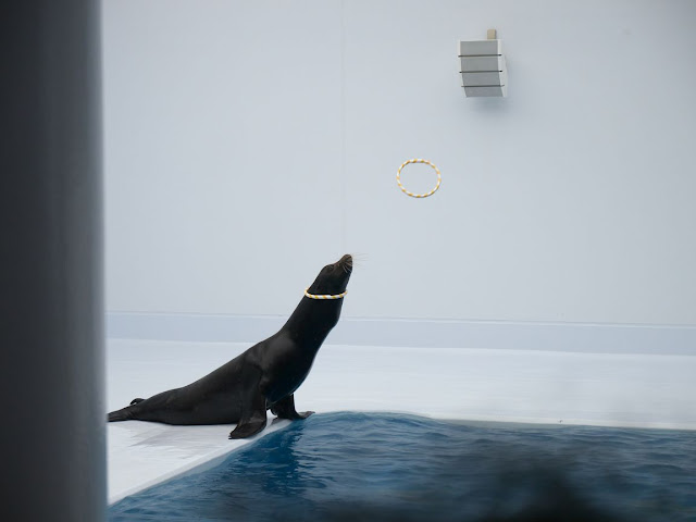 加茂水族館 アシカショー(オス)