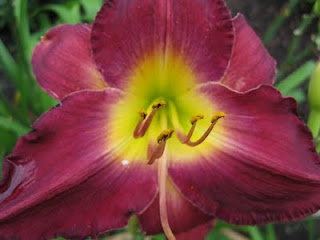 Bela Lugosi daylily