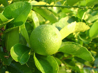 Limon Persa