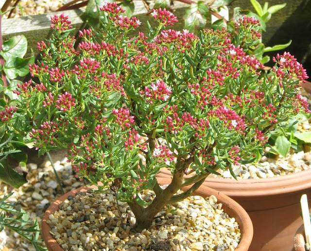 Crassula sarcocaulis