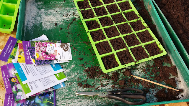 starting a cut flower patch at the allotment