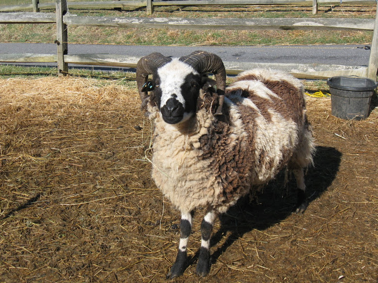Blue Ewe Expresso