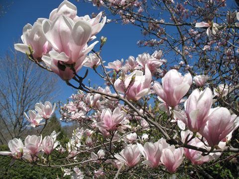 magnolia tree blossom. magnolia tree. magnolia.