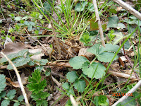 Morchella elata