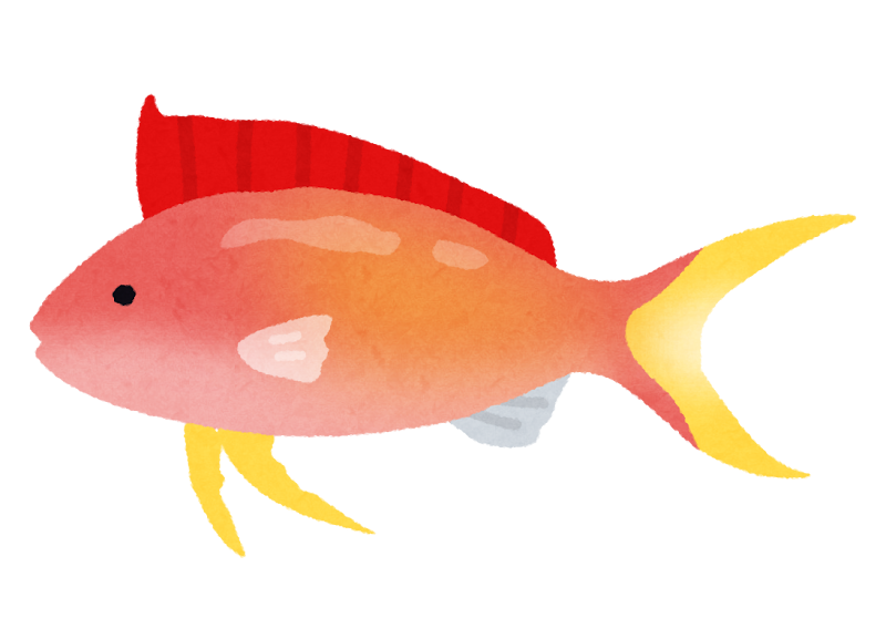 アカネハナゴイのイラスト 熱帯魚 かわいいフリー素材集 いらすとや アカネハナゴイのイラスト 熱帯魚 かわいいフリー素材集 いらすとや