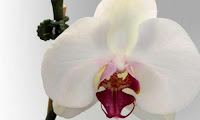 Flora amenazada
