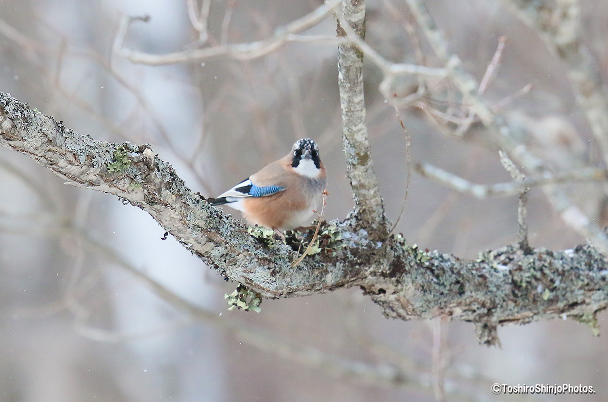 Yamasemi Web Blog 音がしない静寂の奥日光でカケスと対峙する I Observed The Jay At Soundless Oku Nikko Yamasemi Web Blog 音がしない静寂の奥日光でカケスと対峙する I Observed The Jay At Soundless Oku Nikko