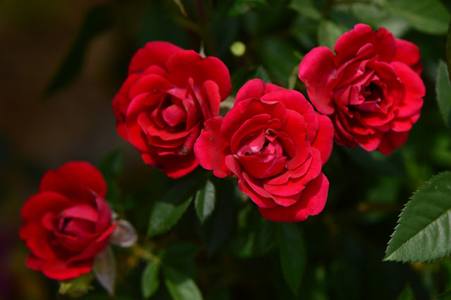 miniature rose, daniela, kordes, garden bloggers bloom day, small sunny garden, amy myers, photography, desert garden 