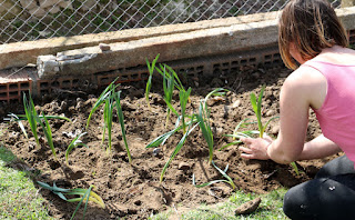 Bulbs going into the ground