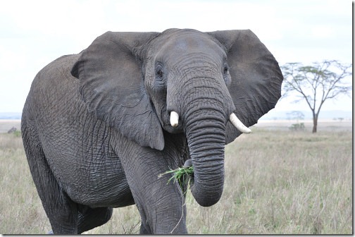 25 Africa 595