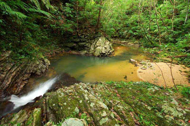 jungle stream, flowing water,rocks