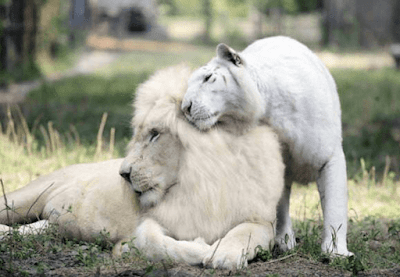 White Lion And White Tiger Has The Most Adorable Babies On Earth Together