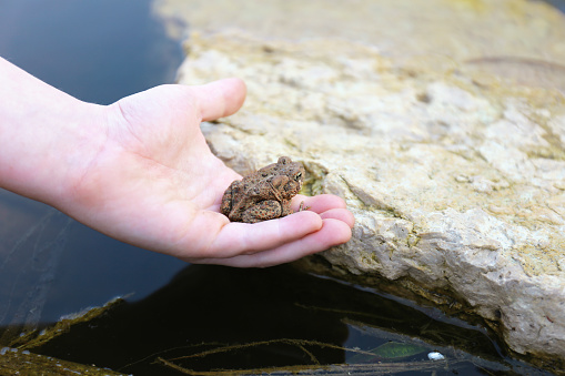 Human carrying toad